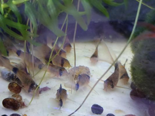 Corydoras Panda à voile par 10