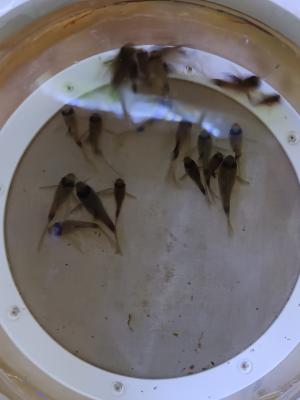 Corydoras Panda à voile par 10