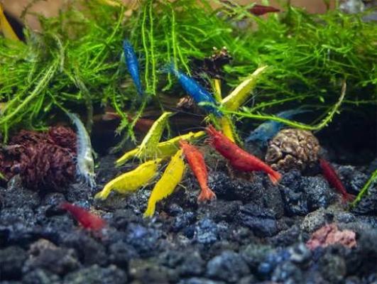Crevettes red cherry/yellow fire/blue velvet