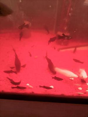 vente de Molly Alvin black et albinos