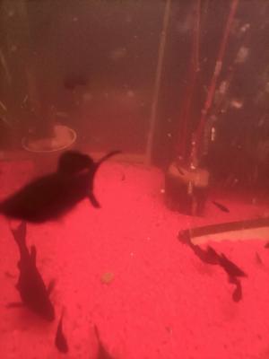 vente de Molly Alvin black et albinos