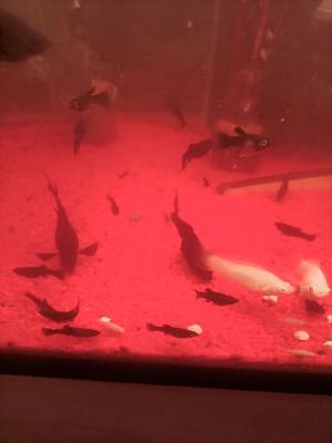 vente de Molly Alvin black et albinos