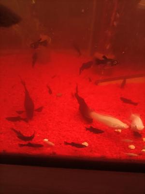 vente de Molly Alvin black et albinos