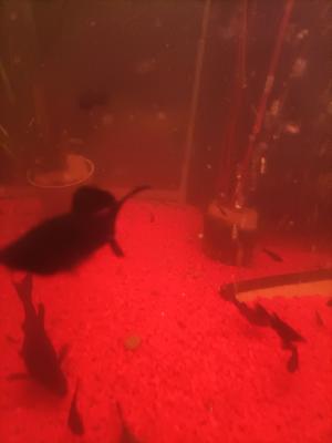 vente de Molly Alvin black et albinos