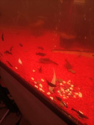 vente de Molly Alvin black et albinos