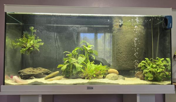 2 axolotls + aquarium Aquadisio 120 l