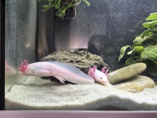 2 axolotls + aquarium Aquadisio 120 l