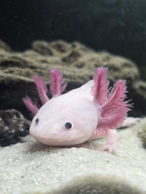 2 axolotls + aquarium Aquadisio 120 l