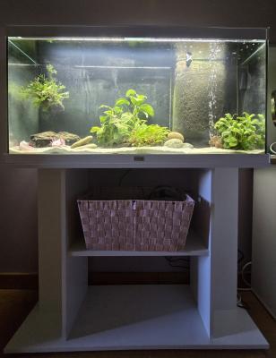 2 axolotls + aquarium Aquadisio 120 l
