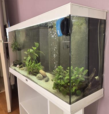 2 axolotls + aquarium Aquadisio 120 l