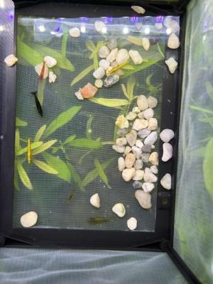 Crevettes neocaridina