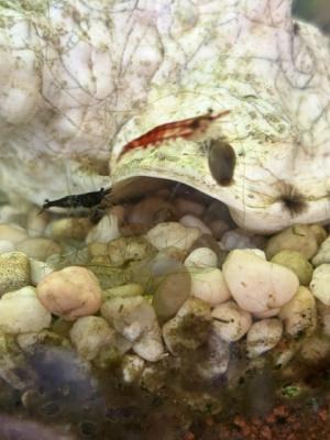Crevettes neocaridina