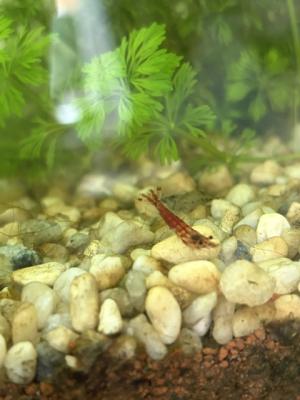 Crevettes neocaridina