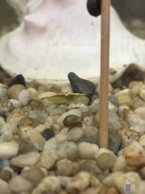Crevettes neocaridina