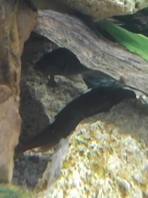 Pleco