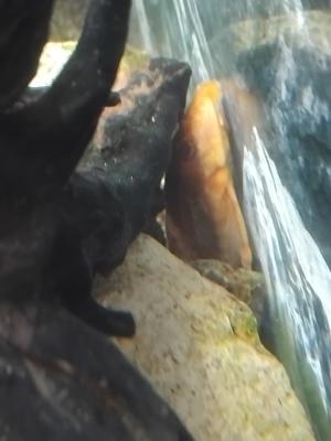 Pleco