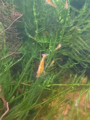 Crevette neocaradina