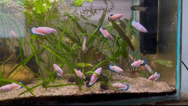 Betta Blue Rim