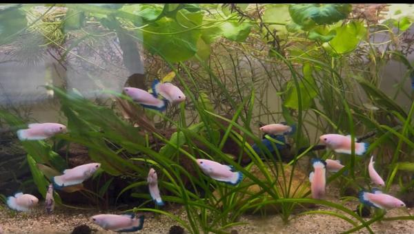 Betta Blue Rim