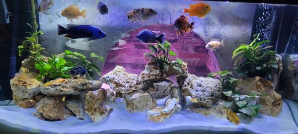 Don Labidochromis