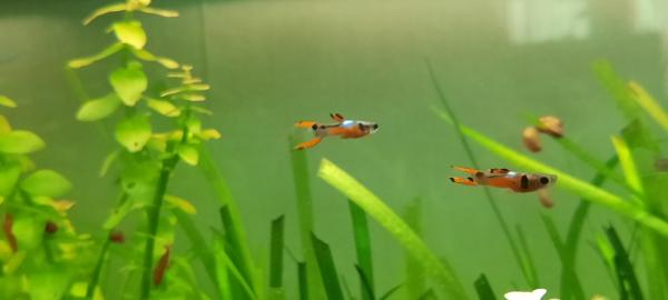 Guppy endler