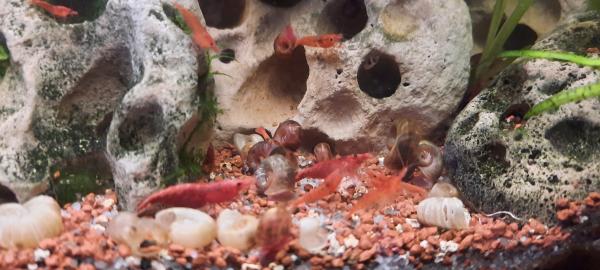 Crevettes red cherry