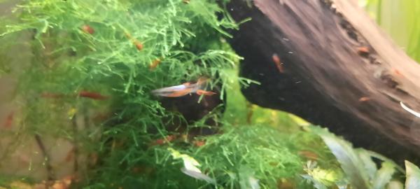 Guppy endler