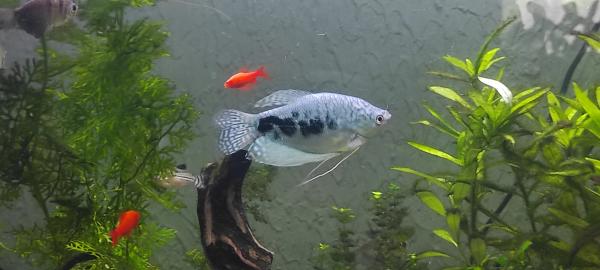 Aquarium 220 litres , matériel et poissons
