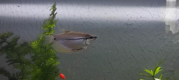 Aquarium 220 litres , matériel et poissons