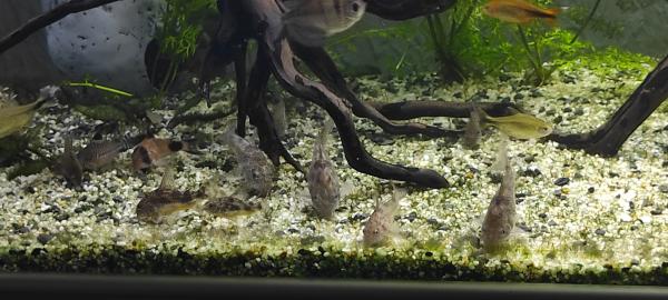 Aquarium 220 litres , matériel et poissons