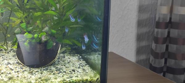 Aquarium 220 litres , matériel et poissons