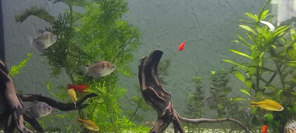 Aquarium 220 litres , matériel et poissons