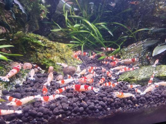 Crevettes Caridina CRS Crystal Red
