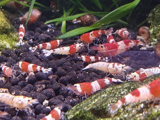 Crevettes Caridina CRS Crystal Red