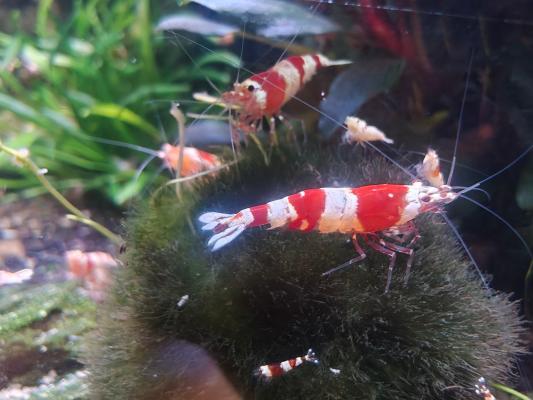 Crevettes Caridina CRS Crystal Red