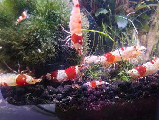 Crevettes Caridina CRS Crystal Red
