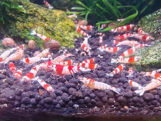 Crevettes Caridina CRS Crystal Red