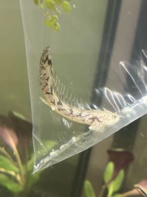 Polypterus endlicheri urgent
