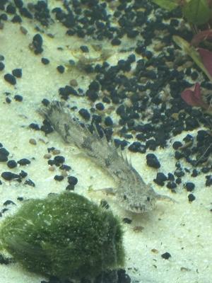 Polypterus endlicheri urgent