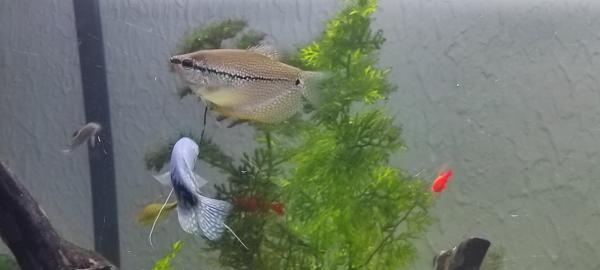 Gouramis