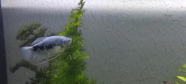 Gouramis