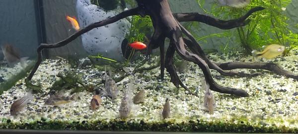 Corydoras