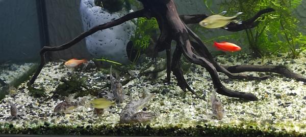 Corydoras