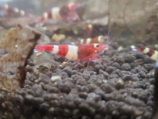 Caridina Red Wine / Crystal Red – lot de 10 – Lyon