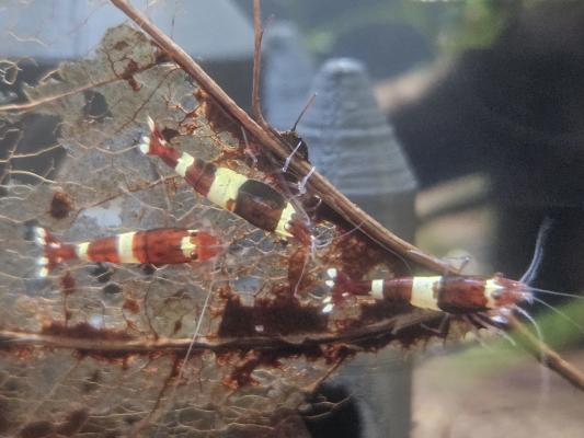 Caridina Red Wine / Crystal Red – lot de 10 – Lyon