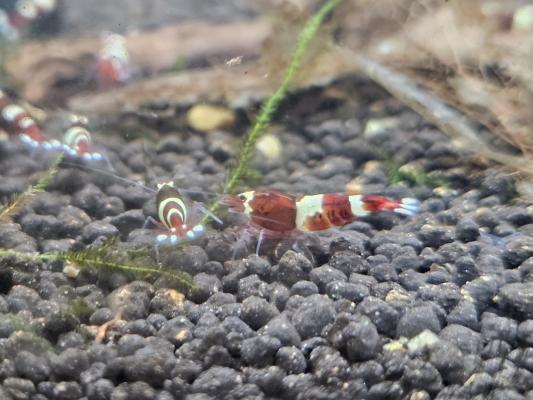 Caridina Red Wine / Crystal Red – lot de 10 – Lyon