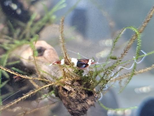 Caridina Red Wine / Crystal Red – lot de 10 – Lyon