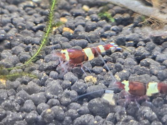 Caridina Red Wine / Crystal Red – lot de 10 – Lyon