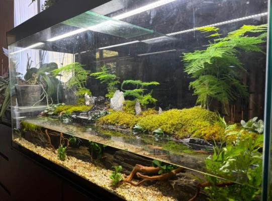 Entretien d'aquarium à domicile