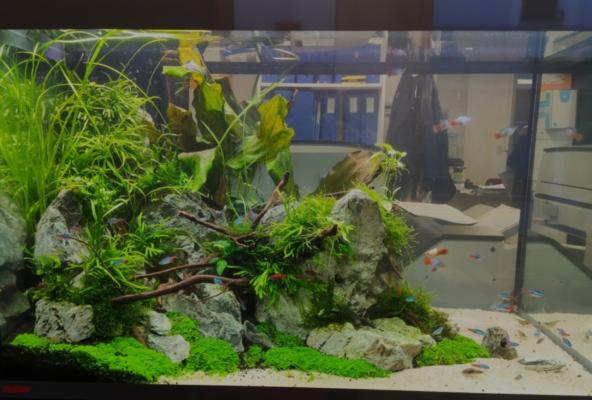 Entretien d'aquarium à domicile